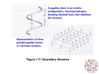 A peptide chain in an α-helix
configuration, showing hydrogen
bonding (dashed lines) that stabilizes
the structure
Representation of three
parallel peptide chains
in a β-sheet structure.
Figure 1.7: Secondary Structure
 