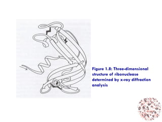 Figure 1.8: Three-dimensional
structure of ribonuclease
determined by x-ray diffraction
analysis
 