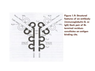 Figure 1.9: Structural
features of an antibody
(immunoglobulin G. or
lgG) Each pair of N-
terminal residues
constitutes an antigen
binding site.
 