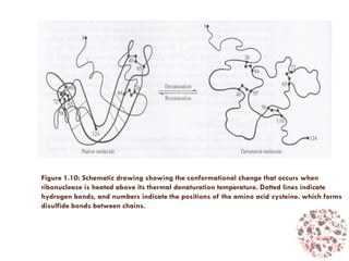 Figure 1.10: Schematic drawing showing the conformational change that occurs when
ribonuclease is heated above its thermal denaturation temperature. Dotted lines indicate
hydrogen bonds, and numbers indicate the positions of the amino acid cysteine. which forms
disulfide bonds between chains.
 