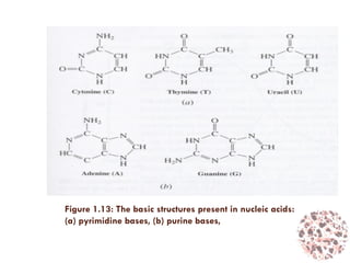 Figure 1.13: The basic structures present in nucleic acids:
(a) pyrimidine bases, (b) purine bases,
 