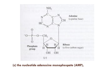 (c) the nucleotide adenosine monophospate (AMP),
 