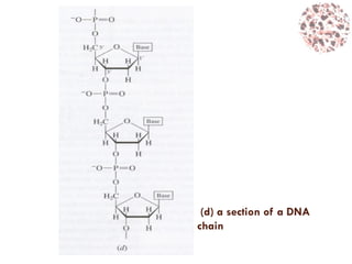(d) a section of a DNA
chain
 