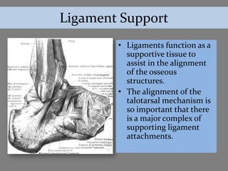 Ligament Support
        • Ligaments function as a
          supportive tissue to
          assist in the alignment
          of the osseous
          structures.
        • The alignment of the
          talotarsal mechanism is
          so important that there
          is a major complex of
          supporting ligament
          attachments.
 