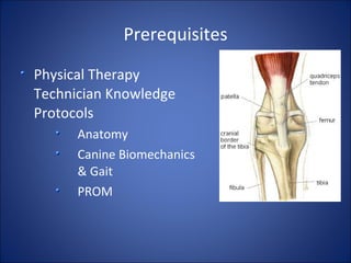Pt tech protocol stretching | PPT