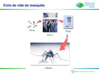 Ciclo de vida do mosquito
 