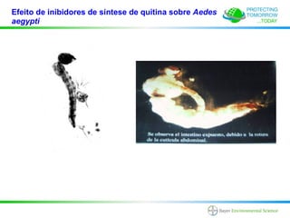 Efeito de inibidores de síntese de quitina sobre Aedes
aegypti
 