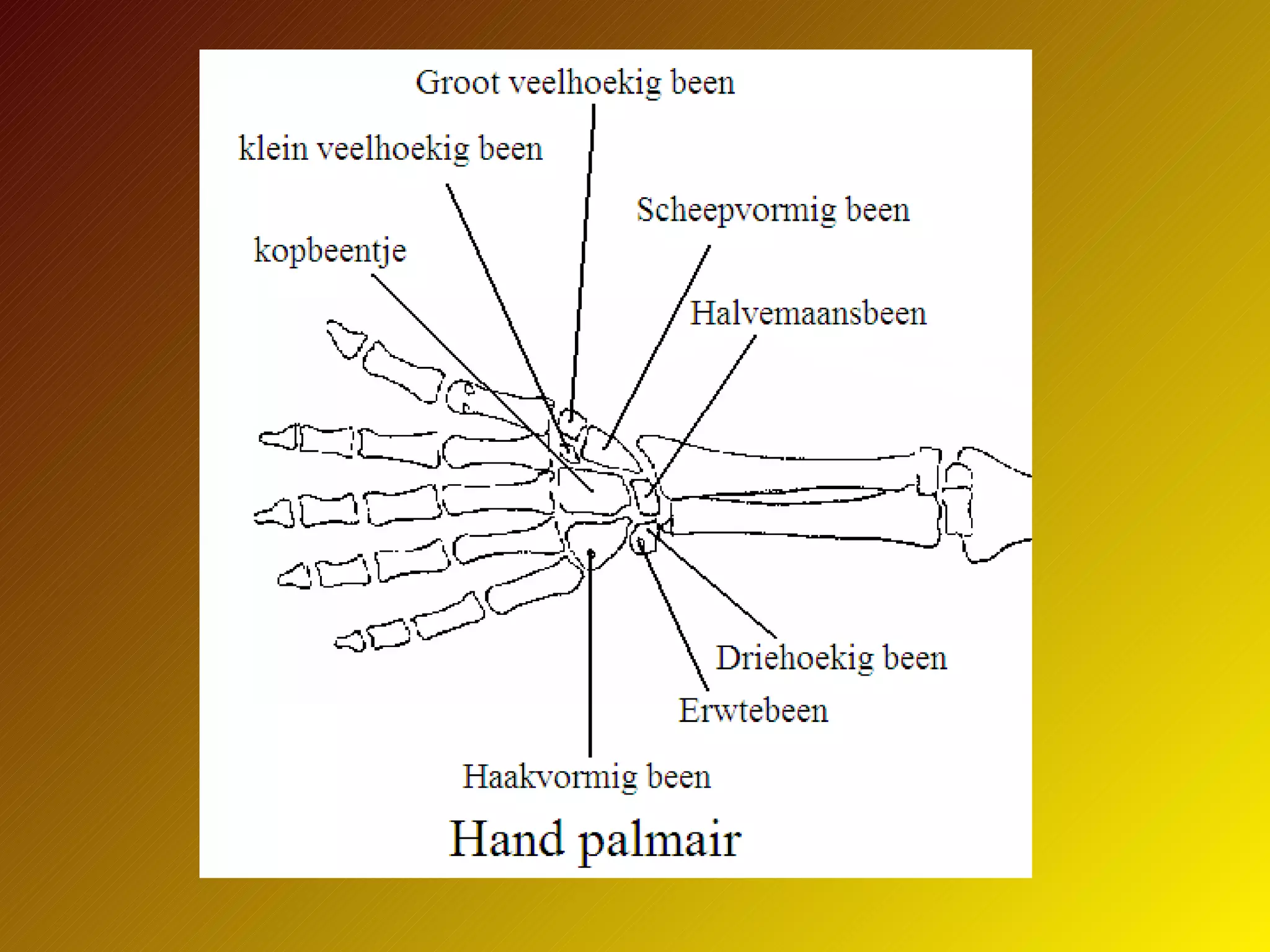 Ptt Skelet Van Het Menselijk Lichaam | PPT