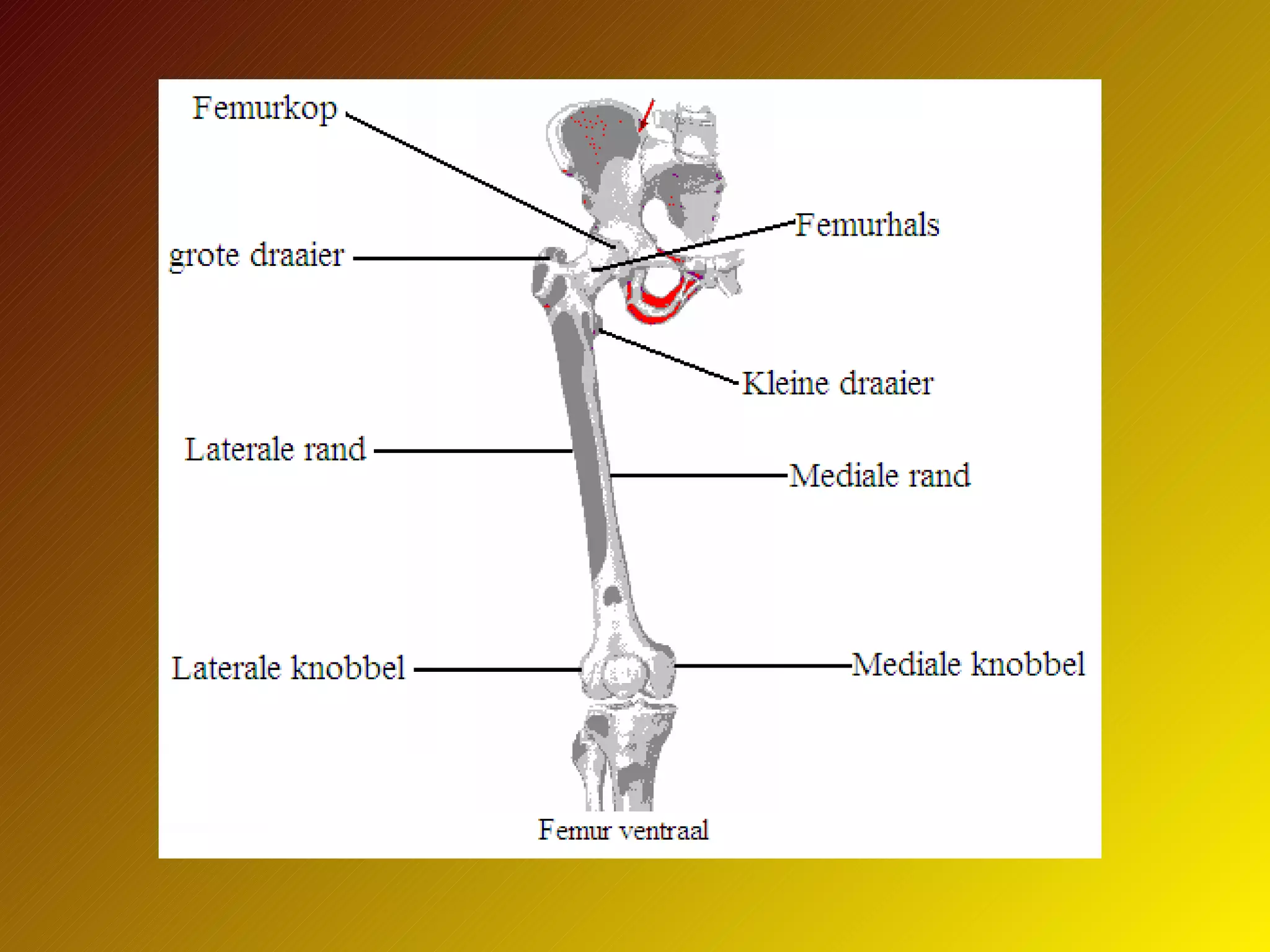 Ptt Skelet Van Het Menselijk Lichaam | PPT