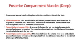 Biomechanics of Ankle joint Details……. | PPTX