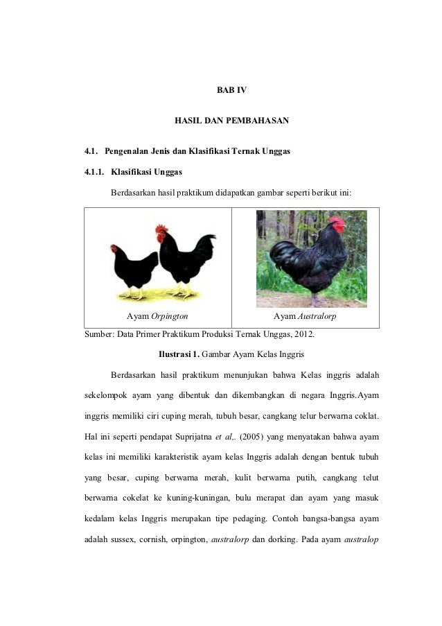 Contoh Teks Laporan Observasi Tentang Hewan Ayam Berbagai Teks Penting