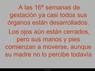 A las 16ª semanas de
  gestación ya casi todos sus
 órganos están desarrollados.
 Los ojos aún están cerrados,
    pero sus manos y pies
comienzan a moverse, aunque
su madre no lo percibe todavía

             Ria slides
 