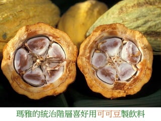 瑪雅的統治階層喜好用可可豆製飲料 
 