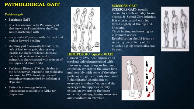 Pty 4304 pathokinesiology gait & pathological gait b | PPTX | Death ...