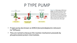 P TYPE PUMP
• P-type pump also known as SERCA (Serco/endoplasmic reticulum
Ca+2ATPases).
• They are named so because the reaction mechanism proceeds by
phosphorylated protein intermediate.
 