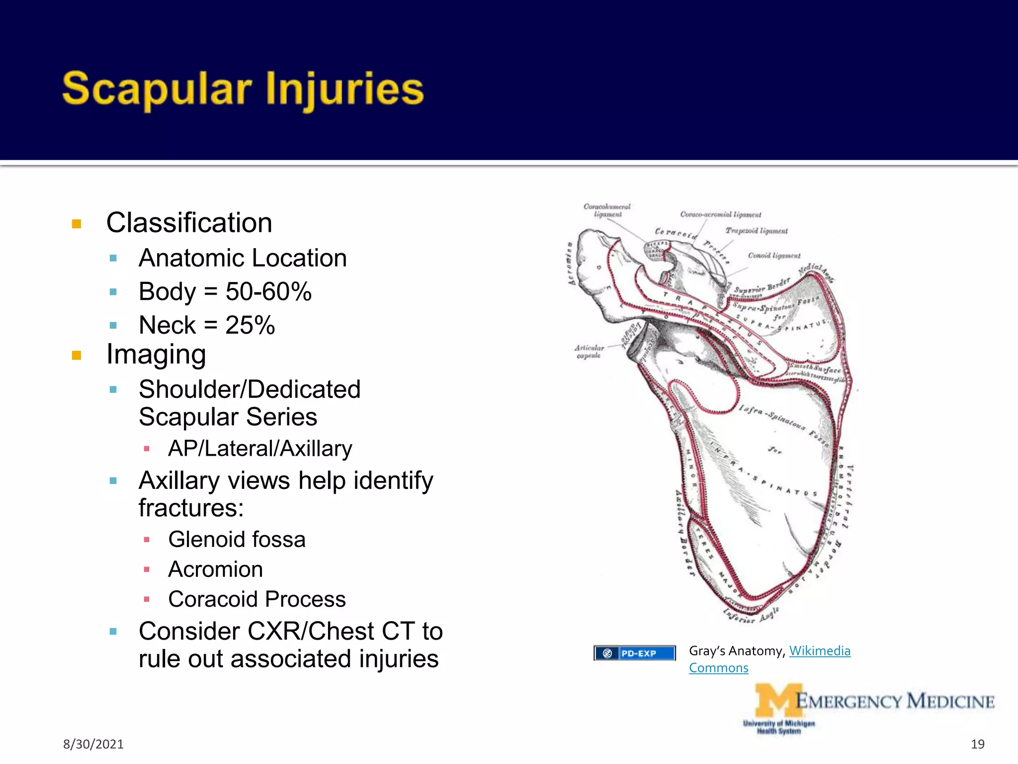  Classification
 Anatomic Location
 Body = 50-60%
 Neck = 25%
 Imaging
 Shoulder/Dedicated
Scapular Series
▪ AP/Lateral/Axillary
 Axillary views help identify
fractures:
▪ Glenoid fossa
▪ Acromion
▪ Coracoid Process
 Consider CXR/Chest CT to
rule out associated injuries
19
Gray’s Anatomy, Wikimedia
Commons
8/30/2021
 