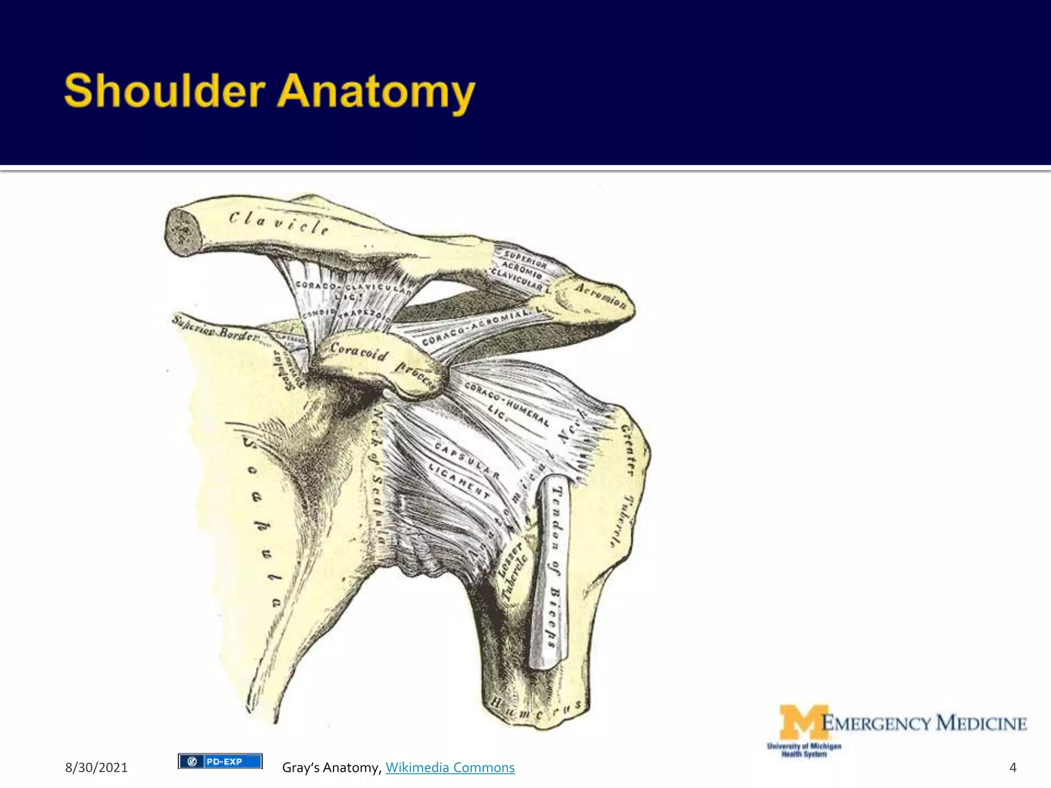 4
Gray’s Anatomy, Wikimedia Commons
8/30/2021
 