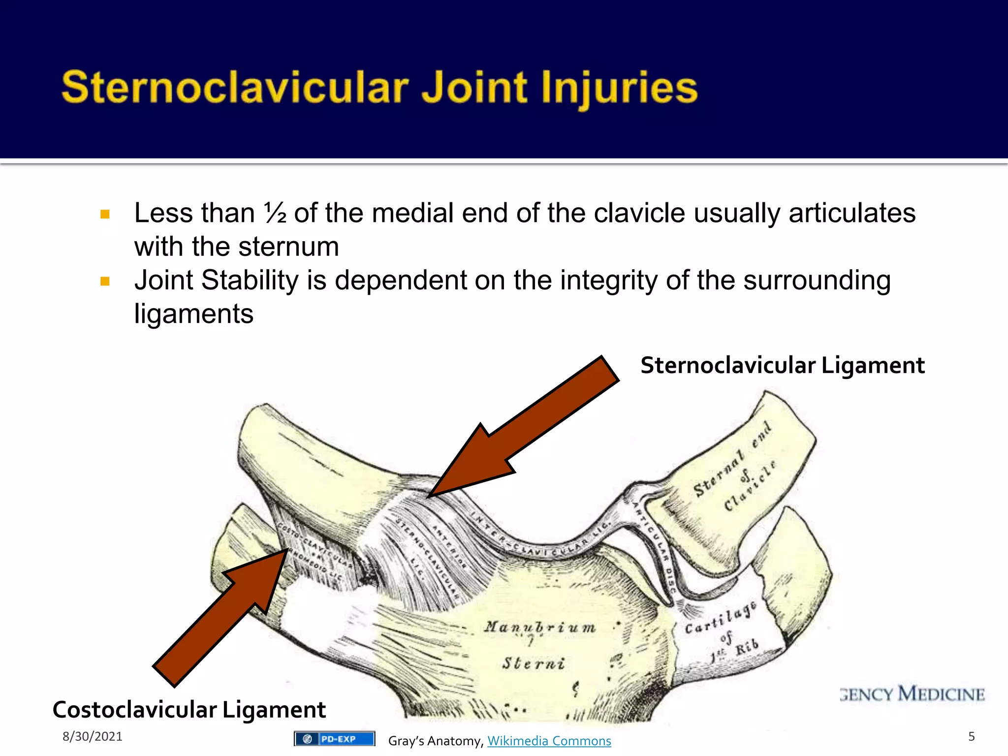 Sternoclavicular Ligament
Costoclavicular Ligament
 Less than ½ of the medial end of the clavicle usually articulates
with the sternum
 Joint Stability is dependent on the integrity of the surrounding
ligaments
5
Gray’s Anatomy, Wikimedia Commons
8/30/2021
 