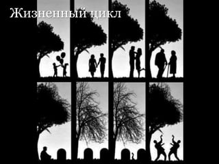 Жизненный цикл
 