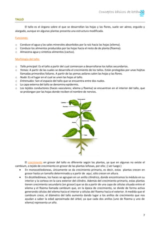 Conceptos básicos de botánica 
7 
TALLO 
El tallo es el órgano sobre el que se desarrollan las hojas y las flores, suele ser aéreo, erguido y 
alargado, aunque en algunas plantas presenta una estructura modificada. 
Funciones: 
o Conduce el agua y las sales minerales absorbidos por la raíz hacia las hojas (xilema). 
o Conduce los alimentos producidos por las hojas hacia el resto de de planta (floema). 
o Almacena agua y sintetiza alimentos (cactus). 
Morfología del tallo: 
o Tallo principal: Es el tallo a partir del cual comienzan a desarrollarse los tallos secundarios. 
o Yemas: A partir de las cuales se desarrolla el crecimiento de los tallos. Están protegidas por unas hojitas 
llamadas primordios foliares. A partir de las yemas axilares salen las hojas y las flores. 
o Nudo: Es el lugar en el cual se unen las hojas al tallo. 
o Entrenudos: Son el espacio del tallo que se encuentra entre dos nudos. 
o La capa externa del tallo se denomina epidermis. 
o Los tejidos conductores (haces vasculares; xilema y floema) se encuentran en el interior del tallo, que 
se prolongan por las hojas donde reciben el nombre de nervios. 
El crecimiento en grosor del tallo es diferente según las plantas, ya que en algunas no existe el 
cambium, o tejido de crecimiento en grosor de las plantas leñosas, por ello ; ( ver luego ) 
En monocotiledoneas, únicamente se da crecimiento primario, es decir, estas plantas crecen en 
grosor hasta un tamaño determinado y a partir de aquí, sólo crecen en altura. 
En dicotiledóneas, los haces se agrupan en un anillo cilíndrico, donde encontramos la médula en su 
interior y la corteza en la cara exterior del cilindro. Además del crecimiento primario, estas plantas 
tienen crecimiento secundario (en grosor) que se da a partir de una capa de células situada entre el 
xilema y el floema llamada cambium que, en la época de crecimiento, se divide de forma activa 
generando células del xilema hacia el interior y células del floema hacia el exterior. A medida que el 
cambium crece, el diámetro del tallo aumenta dando lugar a los anillos de crecimiento que nos 
ayudan a saber la edad aproximada del árbol, ya que cada dos anillos (uno de floema y uno de 
xilema) representa un año. 
 