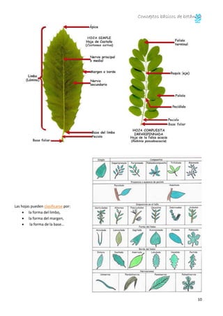 Conceptos básicos de botánica 
Estructura de la hoja: 
La hoja está cubierta por una epidermis, que en ocasiones, está rec...