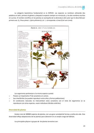Conceptos básicos de botánica 
24 
a) BRIÓFITOS. 
Son los musgos y hepáticas. 
Hepática Musgo 
• Son las primeras plantas ...