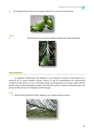 Conceptos básicos de botánica 
Coriáceas (Acumulan sustancias como la lignina para endurecer las hojas). Se conoce como 
e...