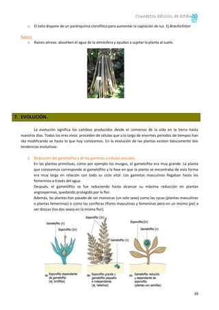 Conceptos básicos de botánica 
40 
2. Desarrollo de un sistema vascular complejo. 
Las plantas primitivas no tienen vasos ...