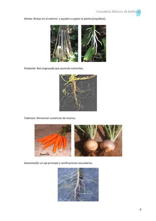 Conceptos básicos de botánica 
7 
TALLO 
El tallo es el órgano sobre el que se desarrollan las hojas y las flores, suele s...