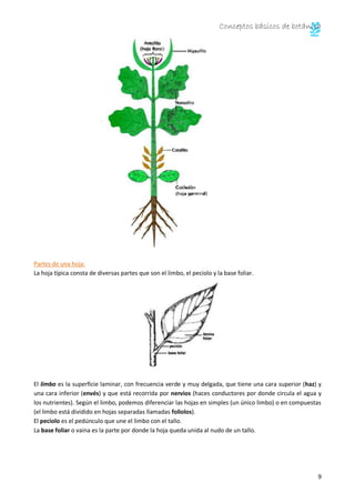 Conceptos básicos de botánica 
10 
Las hojas pueden clasificarse por: 
la forma del limbo, 
la forma del margen, 
la forma...