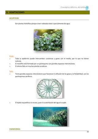 Conceptos básicos de botánica
33
Plantas que se alimentan de insectos. Las plantas carnívoras viven en ambientes tropicale...