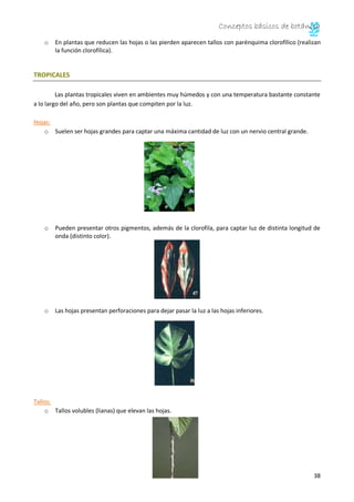 Conceptos básicos de botánica
39
o El tallo dispone de un parénquima clorofílico para aumentar la captación de luz. Ej Bra...