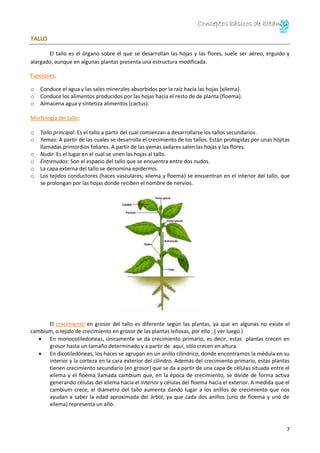 Conceptos básicos de botánica
8
Tipos de tallos:
o Herbáceos: blandos y verdes, no es leñoso.
o Leñosos: duro y resistente...
