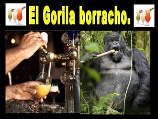 El Gorila borracho. 