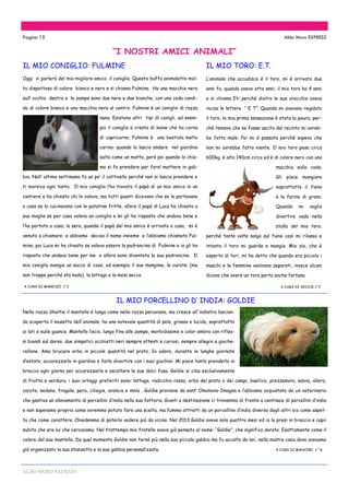 ALDO MORO EXPRESS
Oggi vi parlerò del mio migliore amico, il coniglio. Questo buffo animaletto mol-
to dispettoso di colore bianco e nero e si chiama Fulmine. Ha una macchia nera
sull’ occhio destro e le zampe sono due nere e due bianche, con una coda candi-
da di colore bianco e una macchia nera al centro. Fulmine è un coniglio di razza
nana. Esistono altri tipi di conigli, ad esem-
pio il coniglio a cresta di leone che ha corna
di capricorno. Fulmine è una bestiola molto
carina: quando lo lascio andare nel giardino
salta come un matto, però poi quando lo chia-
mo si fa prendere per farsi mettere in gab-
bia. Nell’ ultima settimana fa un po’ il cattivello perché non si lascia prendere e
ti morsica ogni tanto. Il mio coniglio l’ha trovato il papà di un mio amico in un
cantiere e ha chiesto chi lo voleva, ma tutti quanti dicevano che se lo portavano
a casa se lo cucinavano con le patatine fritte, allora il papà di Luca ha chiesto a
sua moglie se per caso voleva un coniglio e lei gli ha risposto che andava bene e
l’ha portato a casa; la sera, quando il papà del mio amico è arrivato a casa, mi è
venuto a chiamare e abbiamo deciso il nome insieme e l’abbiamo chiamato Ful-
mine, poi Luca mi ha chiesto se volevo essere la padroncina di Fulmine e io gli ho
risposto che andava bene per me e allora sono diventata la sua padroncina. Il
mio coniglio mangia un sacco di cose, ad esempio il suo mangime, le carote. (ma
non troppe perché sta male), la lattuga e la mela secca.
A CURA DI MARENZI 1^C
“I NOSTRI AMICI ANIMALI”
Pagina 15 Aldo Moro EXPRESS
IL MIO TORO: E.T.
L’animale che accudisco è il toro, mi è arrivato due
anni fa, quando avevo otto anni; il mio toro ha 4 anni
e si chiama Eti perché dietro le sue orecchie aveva
inciso le lettere “ E T”. Quando mi avevano regalato
il toro, la mia prima sensazione è stata la paura, per-
ché temevo che se fosse uscito dal recinto mi avreb-
be fatto male. Poi mi è passata perché sapevo che
non mi avrebbe fatto niente. Il mio toro pesa circa
600kg, è alto 140cm circa ed è di colore nero con una
macchia sulla coda.
Gli piace mangiare
soprattutto il fieno
e la farina di grano.
Quando mi voglio
divertire vado nella
stalla del mio toro,
perché tante volte salgo sul fieno così mi rilasso e
intanto il toro mi guarda e mangia. Mio zio, che è
esperto di tori, mi ha detto che quando era piccolo i
maschi e le femmine venivano separati, invece alcuni
dicono che avere un toro porta anche fortuna.
A CURA DI VECCHI 1^C
IL MIO CONIGLIO: FULMINE
Nella razza Sheltie il mantello è lungo come nella razza peruviana, ma cresce all'indietro lascian-
do scoperto il musetto dell'animale; ha una notevole quantità di pelo, grosso e lucido, soprattutto
ai lati e sulle guance. Mantello liscio, lungo fino alle zampe, morbidissimo e color ambra con rifles-
si biondi sul dorso, due simpatici occhietti neri sempre attenti e curiosi, sempre allegro e gioche-
rellone. Ama brucare erba in piccole quantità nel prato. Io adoro, durante le lunghe giornate
d’estate, accarezzarlo in giardino e farlo divertire con i suoi giochini. Mi piace tanto prenderlo in
braccio ogni giorno per accarezzarlo e ascoltare le sue dolci fusa. Goldie si ciba esclusivamente
di frutta e verdura, i suoi ortaggi preferiti sono: lattuga, radicchio rosso, erba del prato o dei campi, basilico, prezzemolo, salvia, alloro,
carote, sedano, fragole, pera, ciliegie, arancia e mela . Goldie proviene da sant’ Omobono Imagna e l’abbiamo acquistato da un veterinario
che gestiva un allevamento di porcellini d’india nella sua fattoria. Giunti a destinazione ci trovammo di fronte a centinaia di porcellini d’india
e non sapevamo proprio come avremmo potuto fare una scelta, ma fummo attratti da un porcellino d’india diverso dagli altri sia come aspet-
to che come carattere. Chiedemmo di poterlo vedere più da vicino. Nel 2013 Goldie aveva solo quattro mesi ed io lo presi in braccio e capii
subito che era lui che cercavamo. Nel frattempo mio fratello aveva già pensato al nome: “Goldie”, che significa dorato. Esattamente come il
colore del suo mantello. Da quel momento Goldie non tornò più nella sua piccola gabbia ma fu accolto da noi, nella nostra casa dove avevamo
già organizzato la sua stanzetta e la sua gabbia personalizzata. A CURA DI MANCORI 1^ B
IL MIO PORCELLINO D’ INDIA: GOLDIE
 