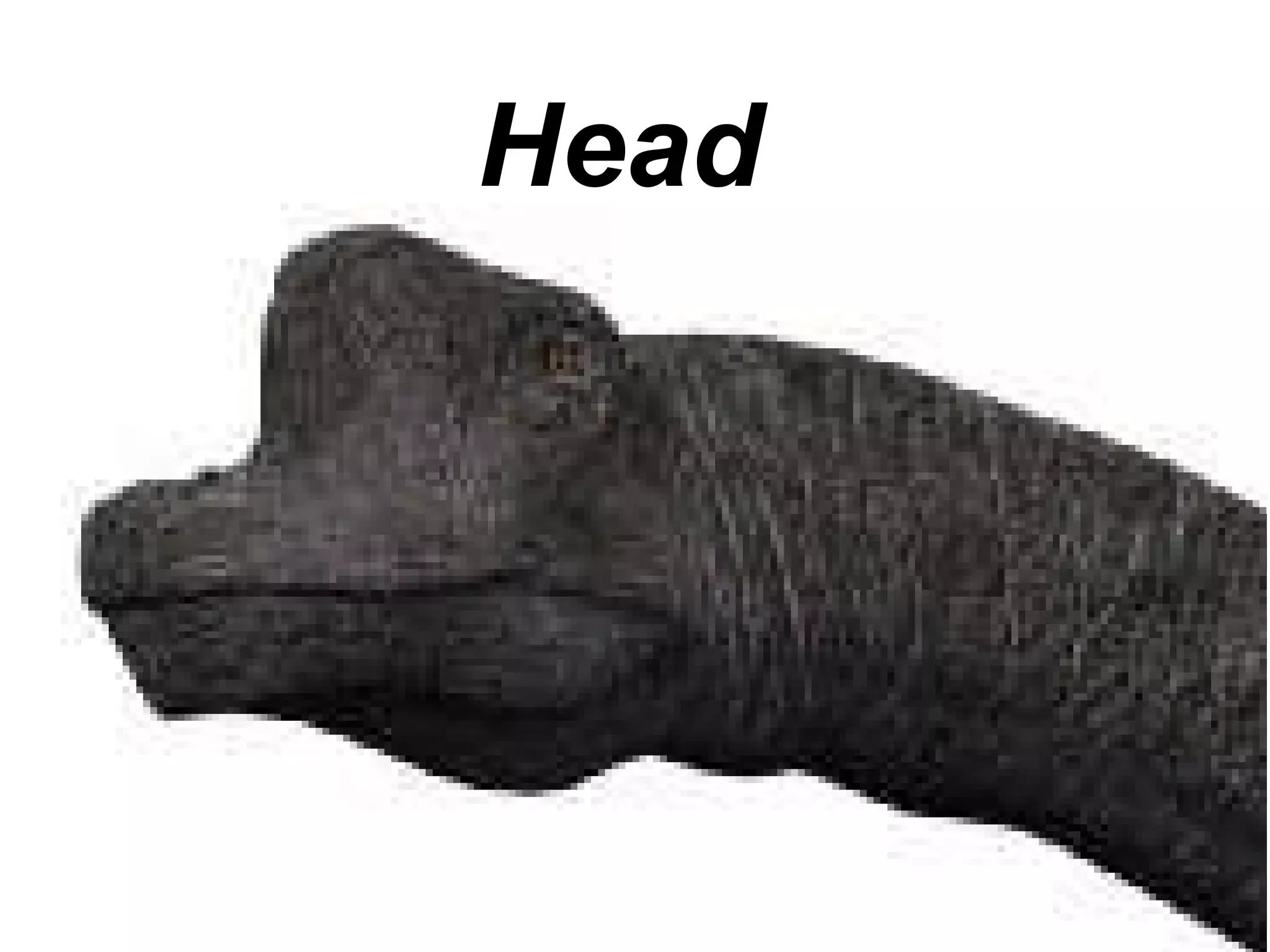 Head  
