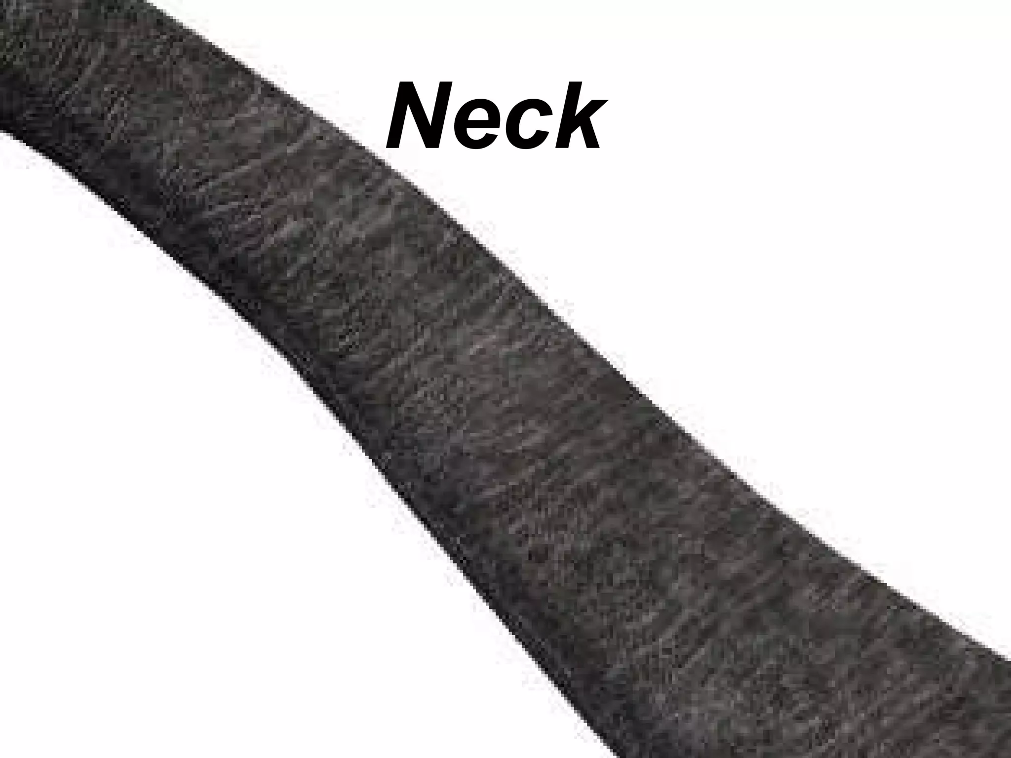Neck  