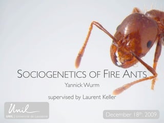 SOCIOGENETICS OF FIRE ANTS
            Yannick Wurm
      supervised by Laurent Keller

                             December 18th. 2009
 