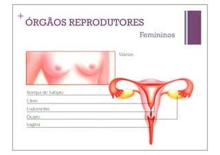 +
    ÓRGÃOS REPRODUTORES
                      Femininos
 