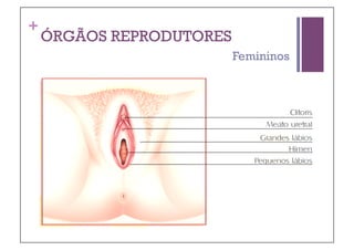 +
    ÓRGÃOS REPRODUTORES
                          Femininos
 