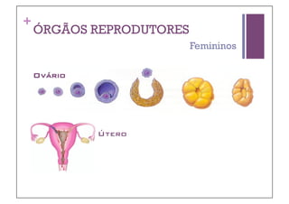 +
    ÓRGÃOS REPRODUTORES
                          Femininos

    Ovário!




              Útero!
 