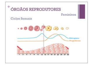 +
    ÓRGÃOS REPRODUTORES
                          Femininos
    Ciclos Sexuais
 