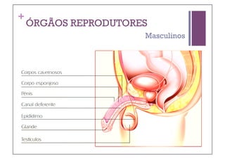 +
    ÓRGÃOS REPRODUTORES
                      Masculinos
 