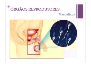 +
    ÓRGÃOS REPRODUTORES
                      Masculinos
 