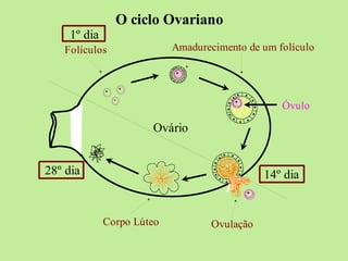 Folículos Amadurecimento de um folículo
Ovulação
Corpo Lúteo
Ovário
Óvulo
O ciclo Ovariano
1º dia
14º dia
28º dia
 