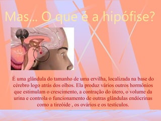 Mas... O que é a hipófise?
É uma glândula do tamanho de uma ervilha, localizada na base do
cérebro logo atrás dos olhos. Ela produz vários outros hormônios
que estimulam o crescimento, a contração do útero, o volume da
urina e controla o funcionamento de outras glândulas endócrinas
como a tireóide , os ovários e os testículos.
 