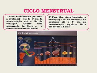 CICLO MENSTRUAL
 