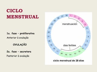 CICLO
MENSTRUAL
1a. fase – proliferativa
Anterior à ovulação
OVULAÇÃO
2a. fase – secretora
Posterior à ovulação
 