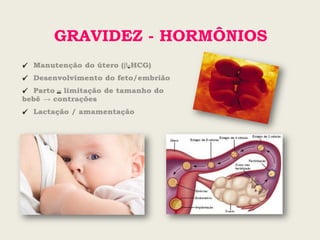 GRAVIDEZ - HORMÔNIOS
✓ -
✓
✓ –
✓
 