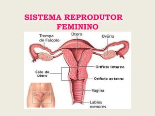 SISTEMA REPRODUTOR
FEMININO
 